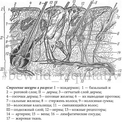 Шора КРС хромового дубления в разрезе