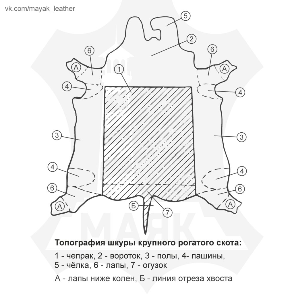 Топография шкуры КРС