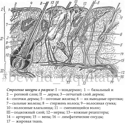 строение шкуры